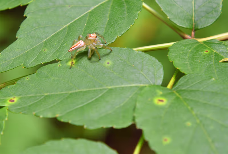 Okinawa Main Island Private Tour - A small hunter, Jumping spider 