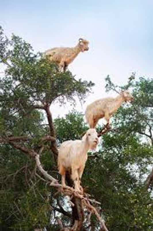 Marrakech Private Tour - goats on three