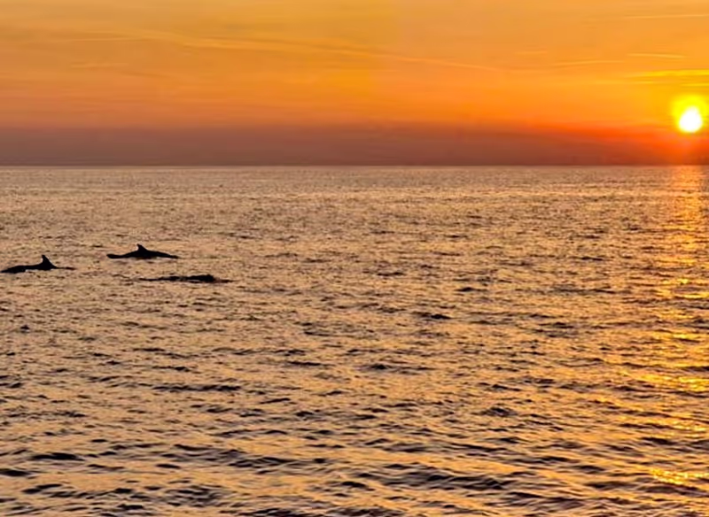 Istria Private Tour - Sunset and dolphins, one of the most beautiful things
