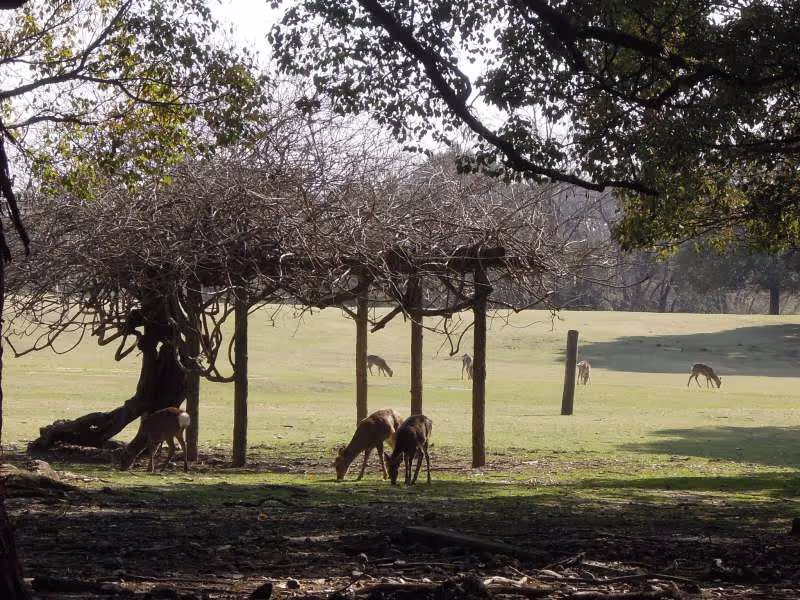 Nara Private Tour - At Nara Park