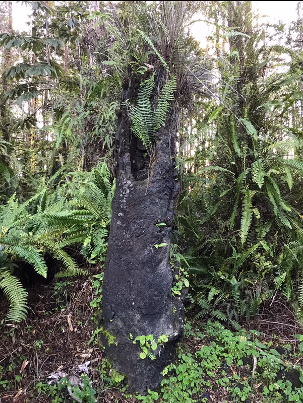Hawaii (Big Island) Private Tour - Lava Tree State Park