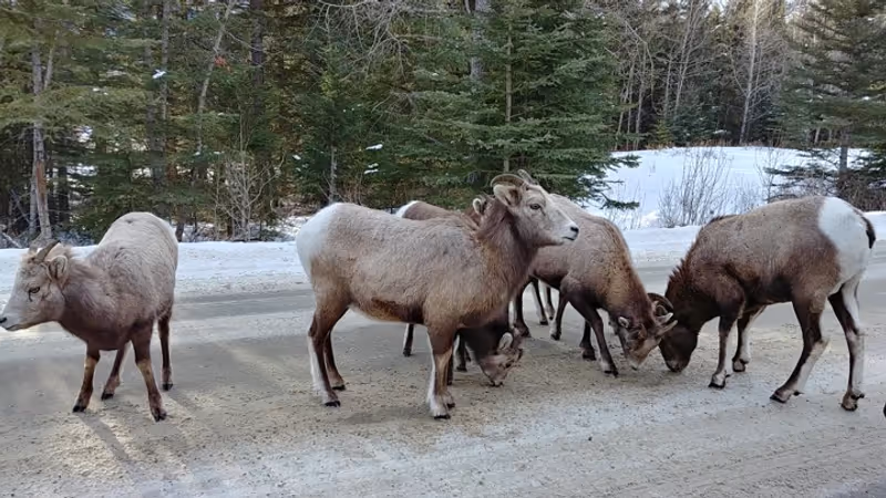 Vancouver Private Tour - Mountain goats, licking salt, Bow Valley Parkway, Banff National Park, Alberta
