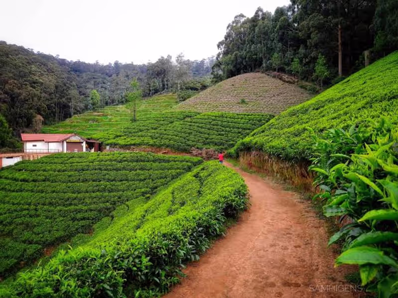Tanga Private Tour - Road through tea plantations