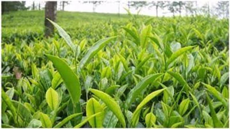 Tanga Private Tour - Tea leaves at Amani Nature Reserve