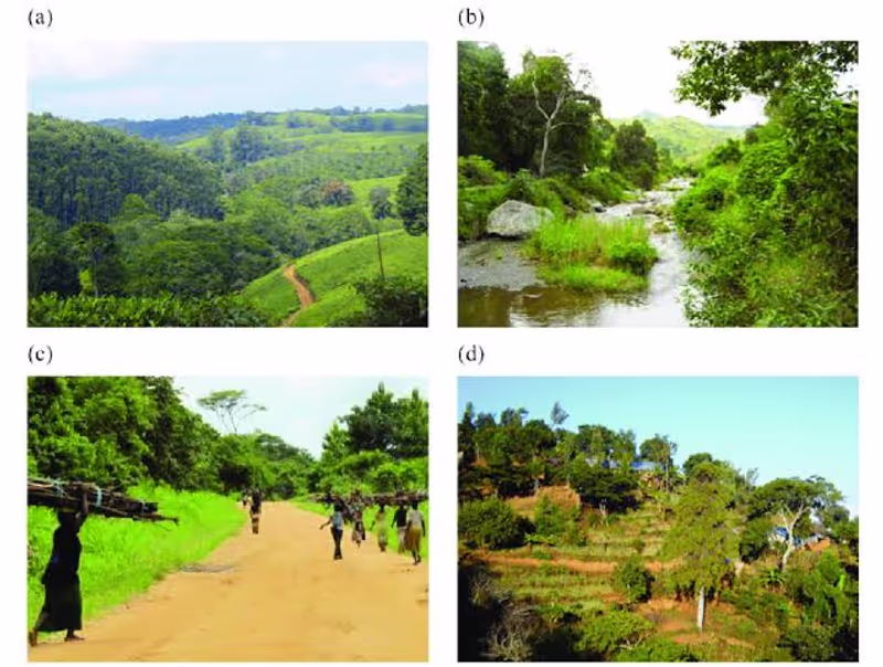 Tanga Private Tour - Different pictures in Amani Nature Reserve