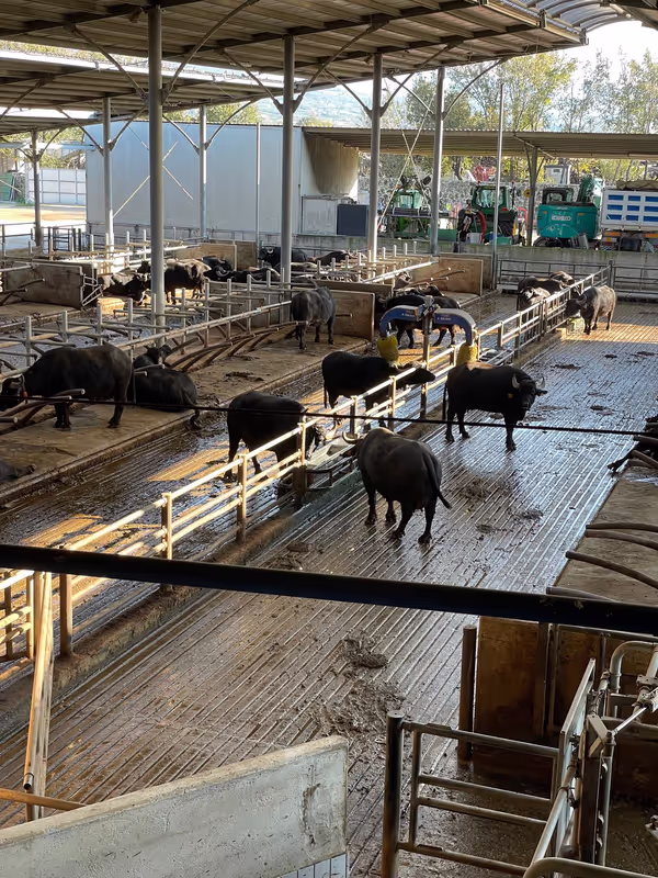 Amalfi Coast Private Tour - water buffalo,