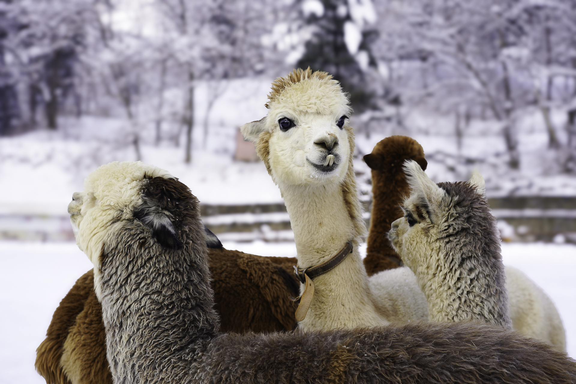 Nami Island · Gangchon Rail Bike · Alpaca World Private Tour_#