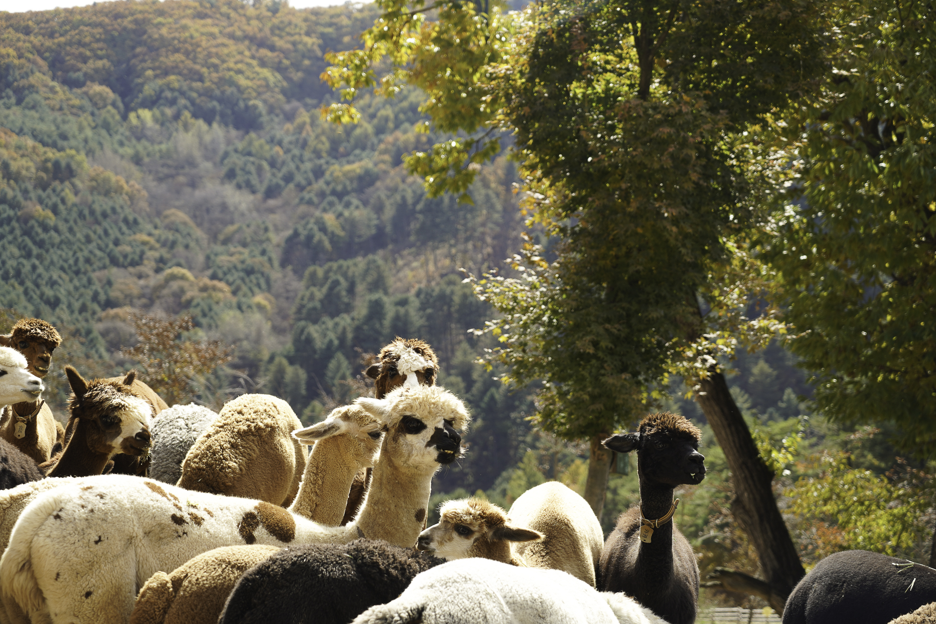 Nami Island · Gangchon Rail Bike · Alpaca World Private Tour_#